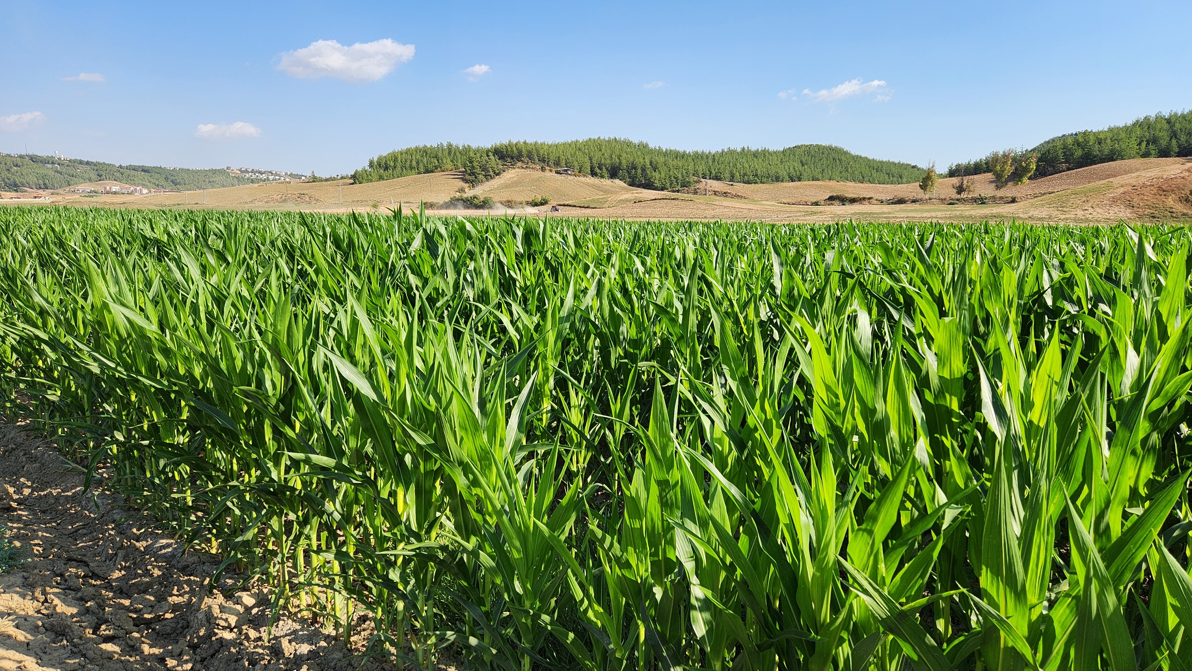 Corn Silage: How to Make It Perfect 2
